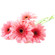 Pink Gerberas